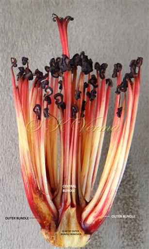  Androecium (One outer bundle removed) 